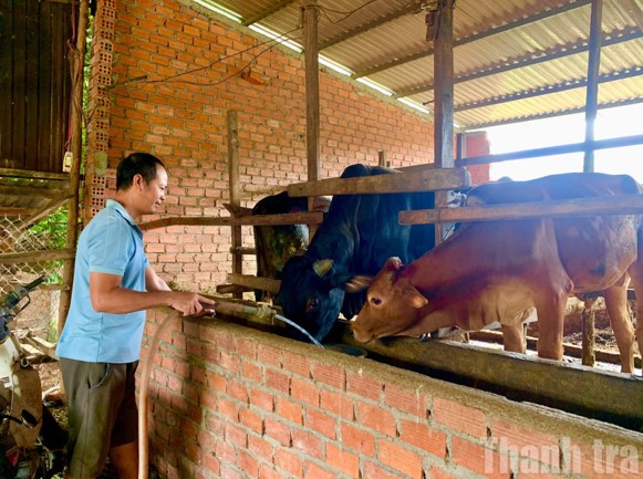 HIỆU QUẢ MÔ HÌNH CHĂN NUÔI BÒ SINH SẢN